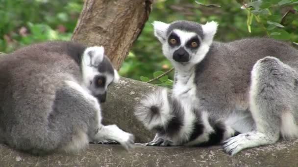 Halka kuyruklu Lemurlar. — Stok video