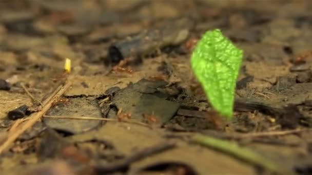 Leafcutter mrówki przenieść liści po podłodze lasu — Wideo stockowe