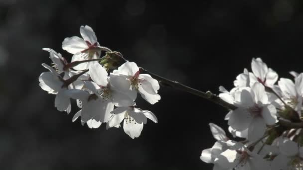 Flores de cerezo durante la primavera — Vídeo de stock