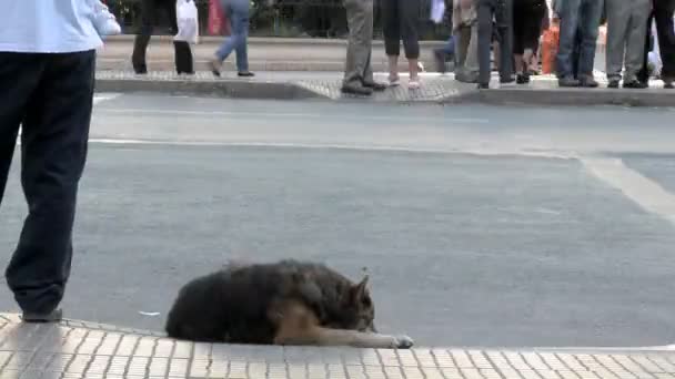 Perro durmiendo en la calle en Santiago — Vídeos de Stock