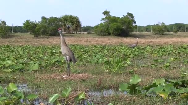 A sandhill crane calls out — Stock Video