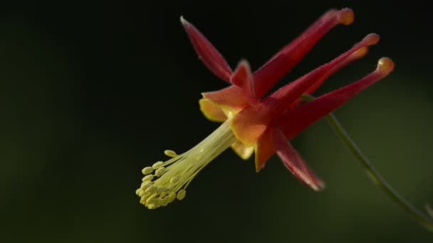 Sierra Buttes yakınındaki bir çiçek açan columbine — Stok video