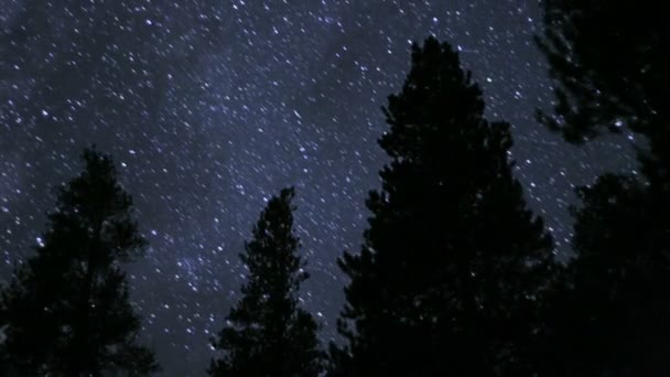 Le stelle brillano sugli alberi sagomati — Video Stock