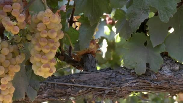 Chardonnay-druiven rijpen op de wijnstok — Stockvideo