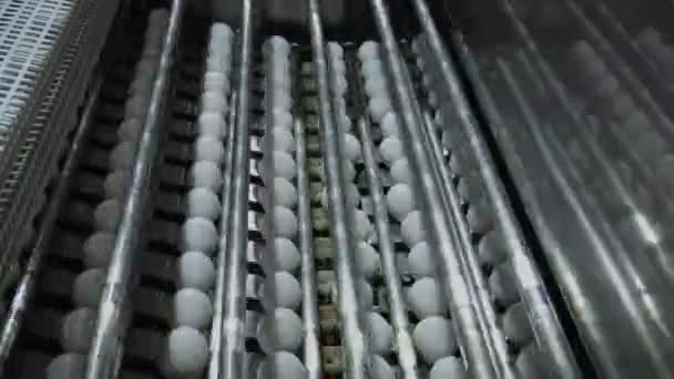 Procesos de maquinaria huevos blancos — Vídeo de stock