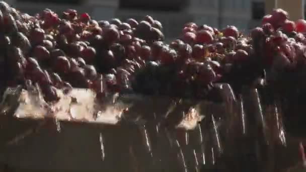 Grapes moves on assembly line — Stock Video