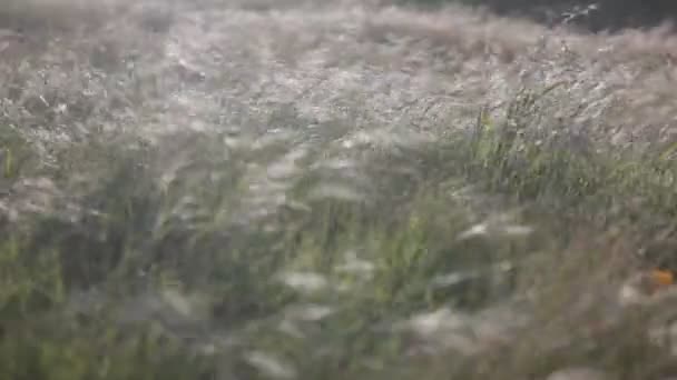 Сильные ветры дуют через поле — стоковое видео
