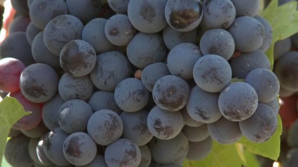 Wine grapes during harvest season — Stock Video