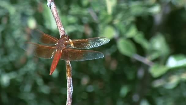 Grüne Libelle auf Zweig — Stockvideo