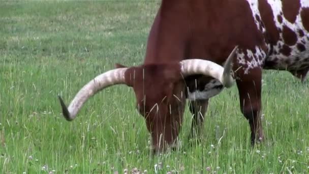 Uma vaca Texas longhorn pastoreia em um campo — Vídeo de Stock