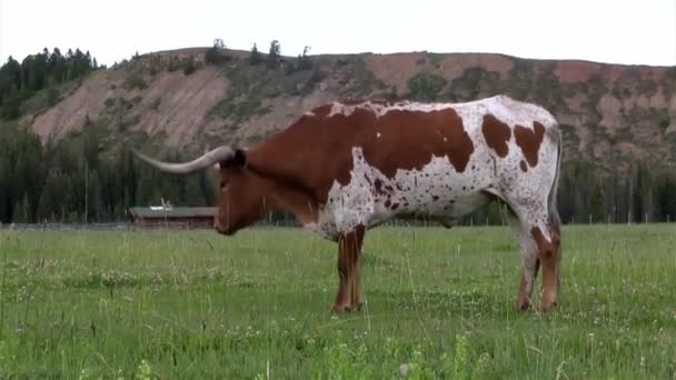 Eine texanische Langhorn-Kuh weidet auf einem Feld — Stockvideo