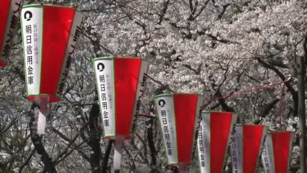 Linternas durante la temporada de flores de cerezo — Vídeos de Stock