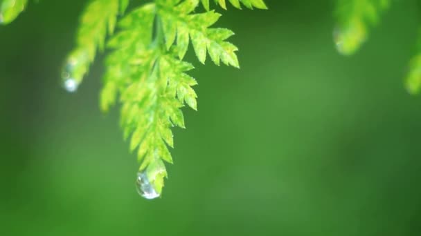 Wassertropfen fallen aus Blättern. — Stockvideo