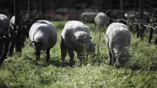 Schapen grazen in pen. — Stockvideo