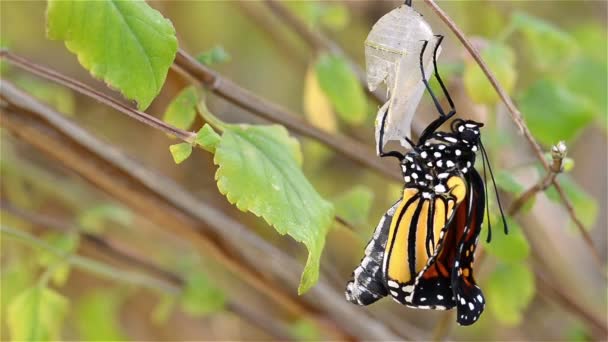 Vlinder plexippus remerging uit naar haar chrysalis — Stockvideo