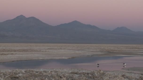 Laguna Chaxa flamingo yaşam alanları — Stok video
