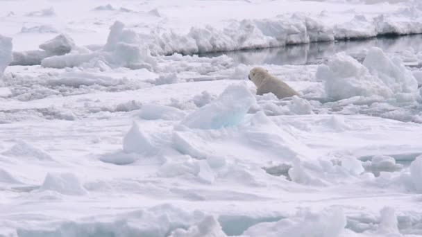 Bear climbing out of the water on sea ice — Stock Video