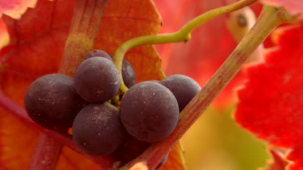 Uvas de vino tinto — Vídeos de Stock