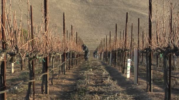Рабочие обрезают дремлющие виноградные лозы — стоковое видео