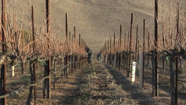 Trabajadores poda de vides de uva dormidas — Vídeo de stock