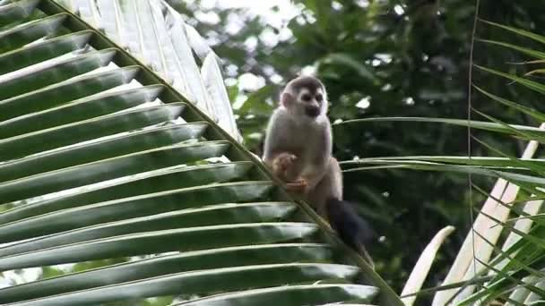 Пауковая обезьяна на дереве — стоковое видео