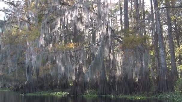 Moss growing on trees — Stock Video