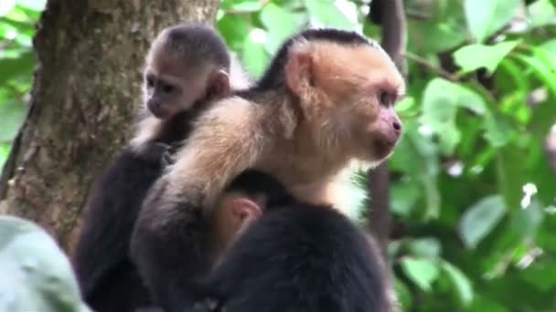 Capuchin apor med baby — Stockvideo