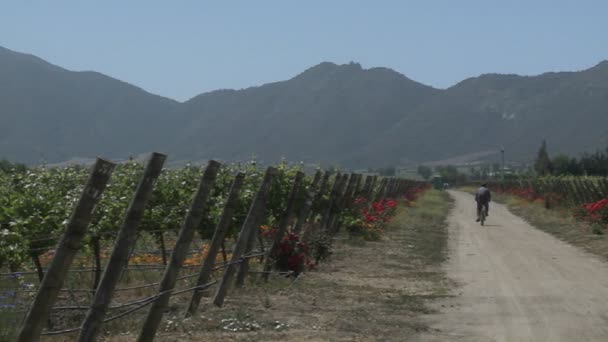 Viñedo en el Valle de Casablanca — Vídeos de Stock