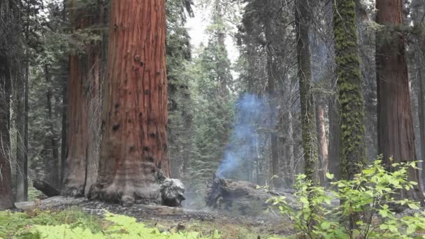 Nebbia in una foresta di sequoie — Video Stock