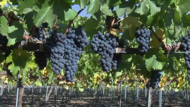 Wine grapes during harvest season — Stock Video