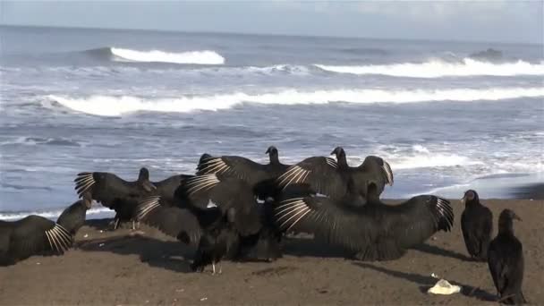 Buitres extienden sus alas — Vídeo de stock