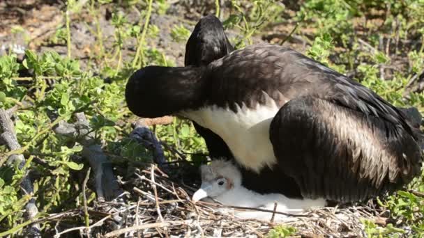 Geweldige fregatvogel en Chick op hun nest — Stockvideo