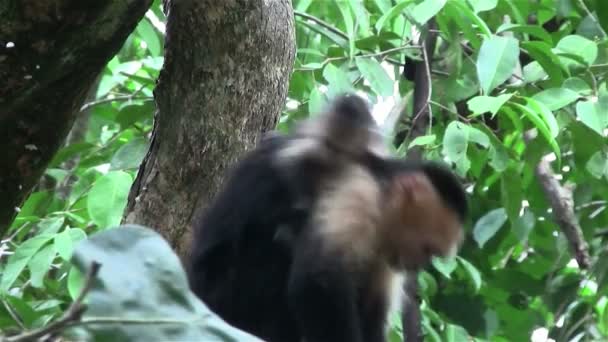 Capuchin monkey with baby — Stock Video