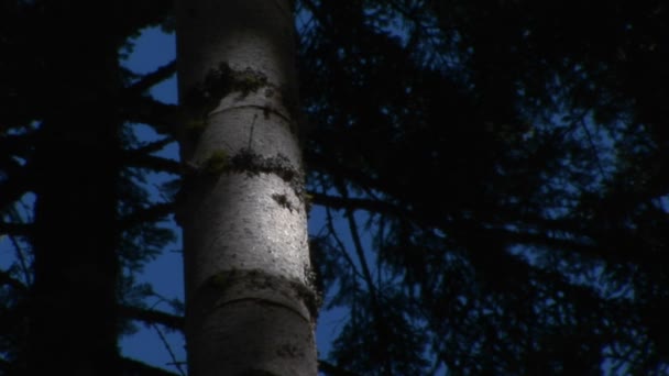 Un tronco de árbol brilla — Vídeo de stock