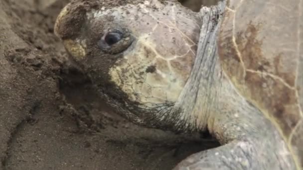 Una tortuga marina cava en la arena mientras pone huevos — Vídeos de Stock