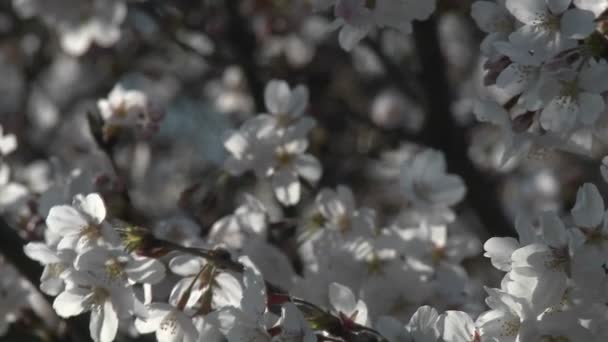 Flores de cerezo durante la primavera — Vídeo de stock