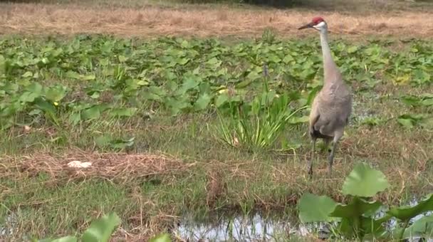 Een kraan psammophila roept — Stockvideo