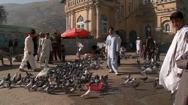 Des pigeons volent devant la mosquée Shah-e Do Shamshera à Kaboul — Video