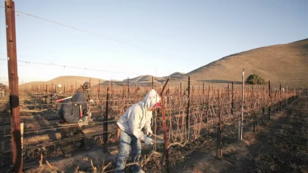 Trabajadores poda de vides de uva dormidas — Vídeos de Stock