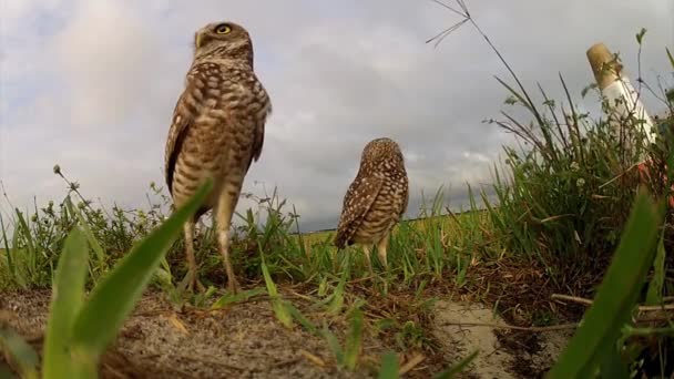 Dos búhos excavadores nido de guardia . — Vídeos de Stock