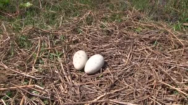 Huevos de grulla en un nido — Vídeos de Stock