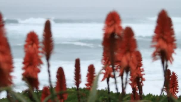 Flores de aloe rojo — Vídeo de stock