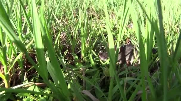 Mouse walks in vegetation. — Stock Video