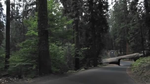 Driving through a carved out log — Stock Video