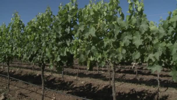 Row of merlot wine vines in Talca — Stock Video