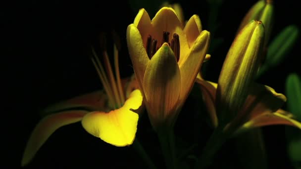 Uma flor amarela se abre — Vídeo de Stock