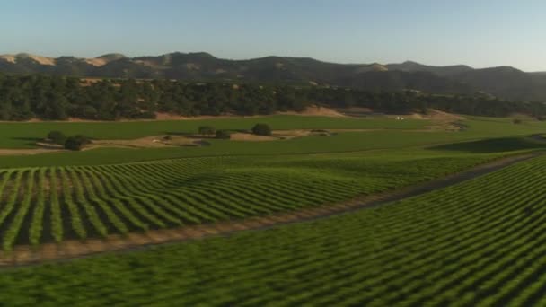 サンタ ・ バーバラ ・ カウンティのブドウ畑 — ストック動画