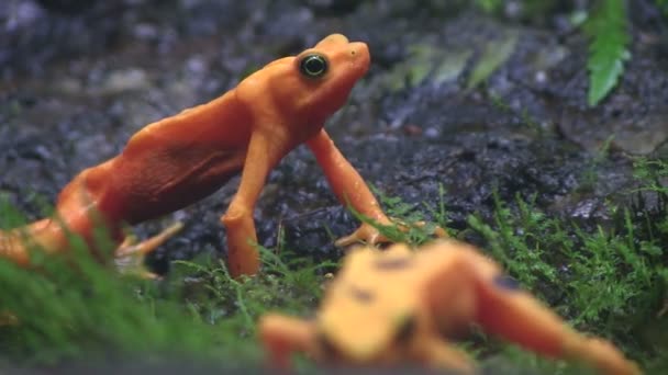 Pomarańczowy żaby drzewa — Wideo stockowe