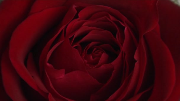 El centro de una rosa roja en un ramo — Vídeo de stock