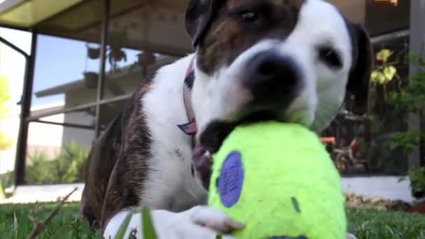 Собака играет с игрушкой — стоковое видео